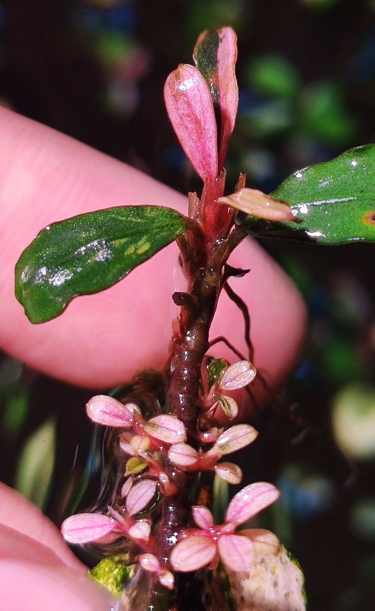 ブセファランドラsp ピンクバリエガータ群生株｜Yahoo!フリマ（旧