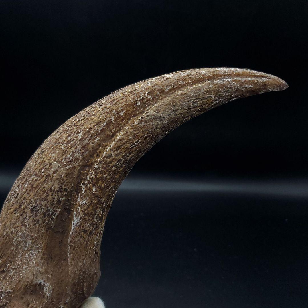 スピノサウルス 爪 レプリカ 181.31mm  spr7