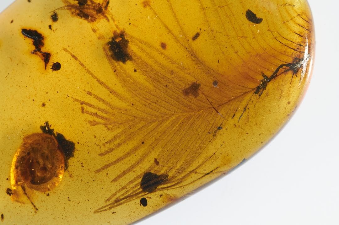 レア極上品 PA0009虫入り琥珀化石 ミャンマーカムティかタナイ9900万年