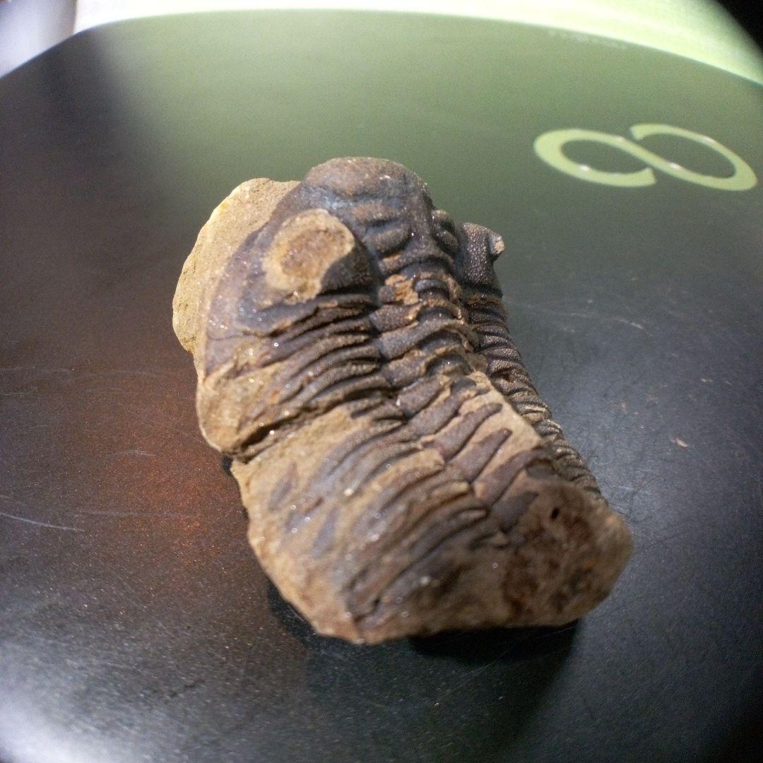 三葉虫　化石　fossil　ボリビア産　トライロバイト　Fossil番号⑤ 三葉虫 化石 fossil ボリビア産 トライロバイト Fossil番号⑤